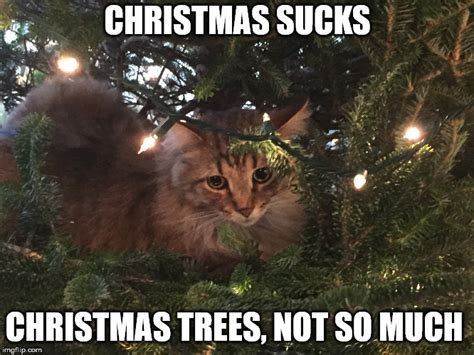 Image Tagged In Funny Catschristmas Catchristmas Tree Imgflip