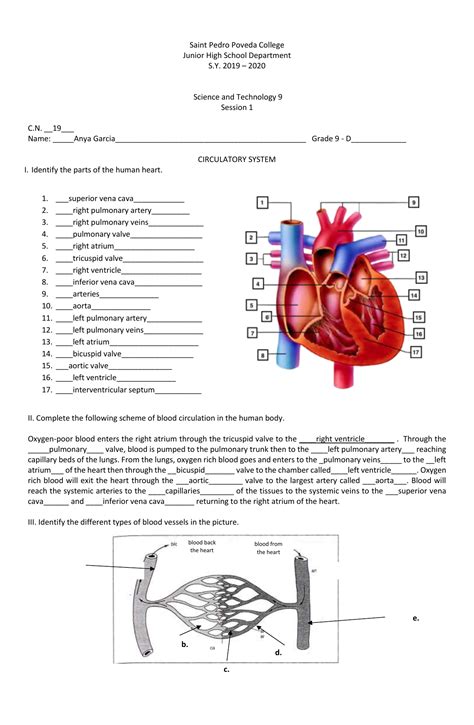 The Circulatory System Worksheet Key