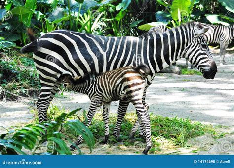 Baby Zebra And Mother Stock Photo Image Of Tanzania 14174690