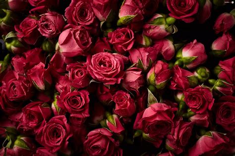 Róże Czerwone Kwiaty Zdjęcia