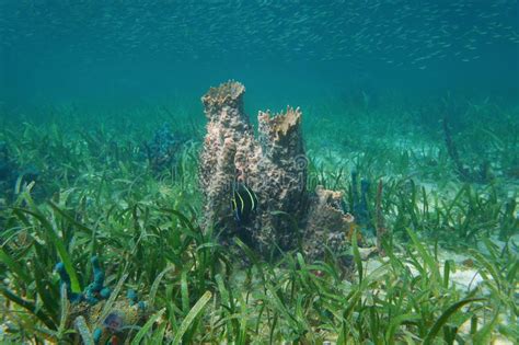 Caribbean Sea Marine Life Giant Barrel Sponge Stock Photo Image Of