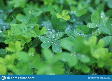 Macro Photography Close Up Rain Drops On The Wet Green Clover After Rain Photography Stock