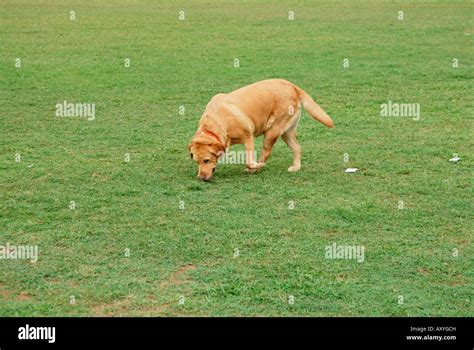 A Police Dog Golden Retriever Sniffing An Object Stock Photo Alamy