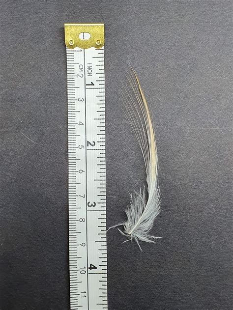 Twelve Wired Bird Of Paradise Feather For Collecting Etsy