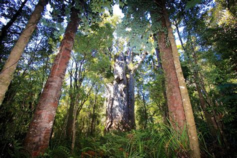 Best Time To See Waipoua Forest In New Zealand 2024 Roveme