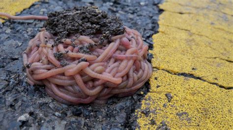 Photos Worms Form Bizarre Clumps In Road After Texas Flooding Abc7