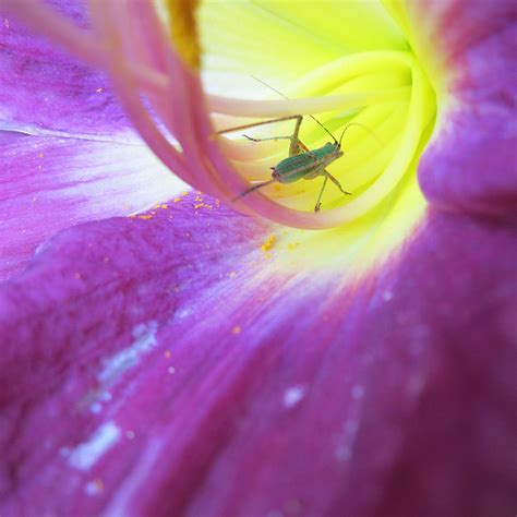 Katydid Nymph In Purple Lily Photograph By Lisa Shea