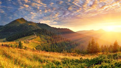 Green Trees With Green Covered Mountain Scenery Morning