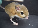 Kangaroo Rat – UCSC Science Notes