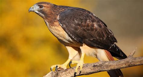 8 Types Of Hawks That Live In Massachusetts 2022 Bird Watching Hq