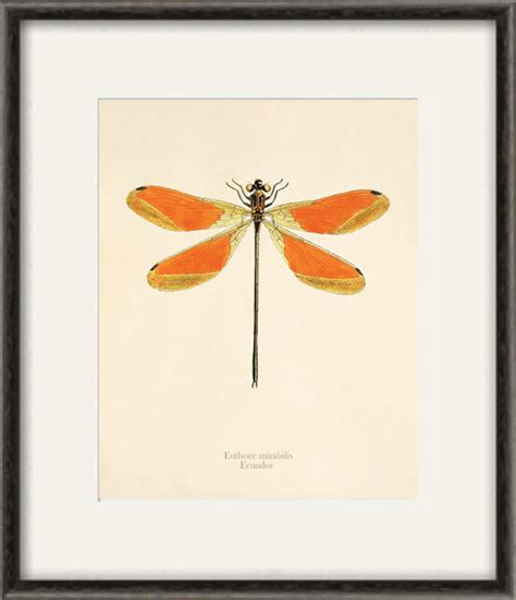 Dragonfly Art Print Antique Prints Nature Print Vintage Prints Etsy