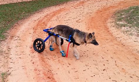 Todo Sobre Las Sillas De Ruedas Para Perros Guía De Fabricación