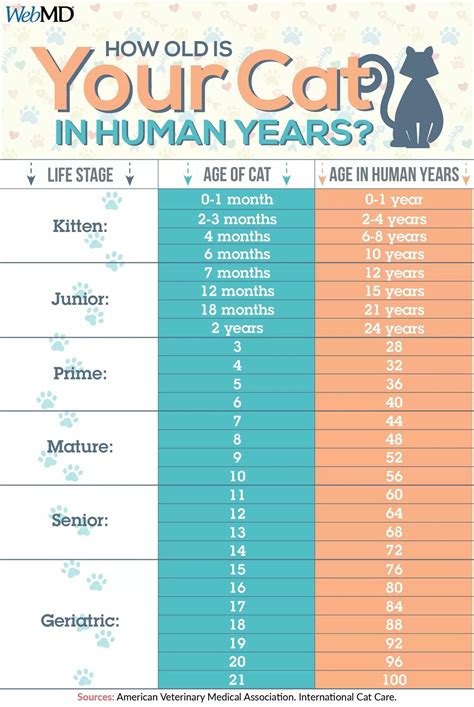 Cat Age Chart Fun Facts About Cats Cat Age Cat Years