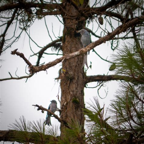 Birds On Pine Tree Pixahive
