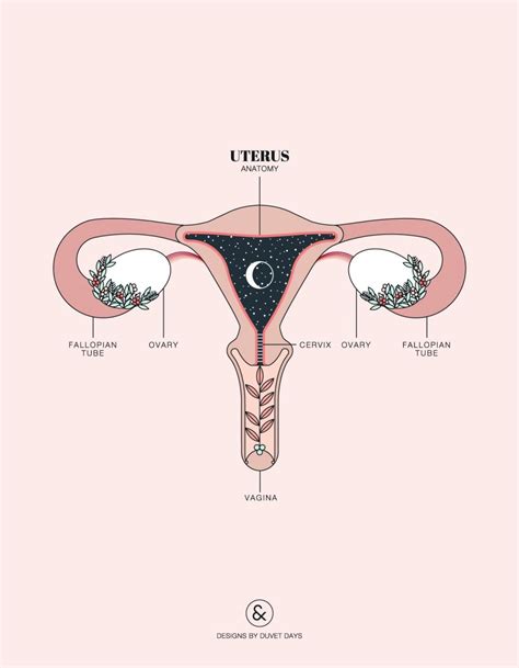 It houses the developing fetus during pregnancy. Uterus Anatomy | Uterus art, Duvet day, Uterus