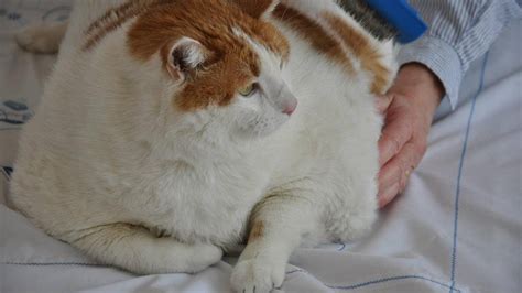 Celebrity Fat Cat Meow Dies Of Heart Failure Fox News