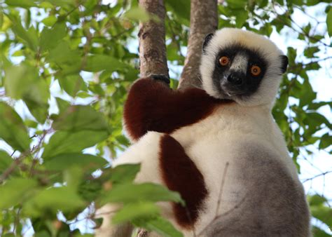 Filesifaka In Madagascar Wikipedia