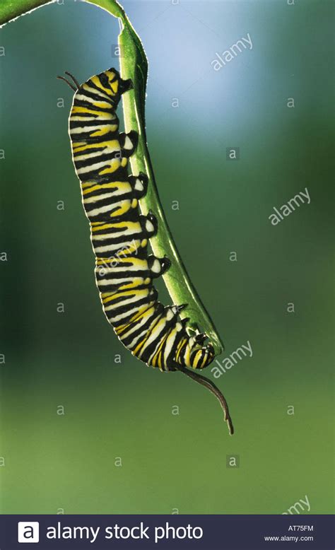 Monarch Danaus Plexippus Caterpillar Eating On Milkweed Leave Willacy