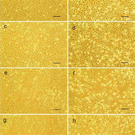 Chinese Hamster Ovary Cho Cells H After Passaging Cultured