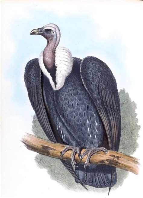 White Rumped Vulture Gyps Bengalensis Display Full Image