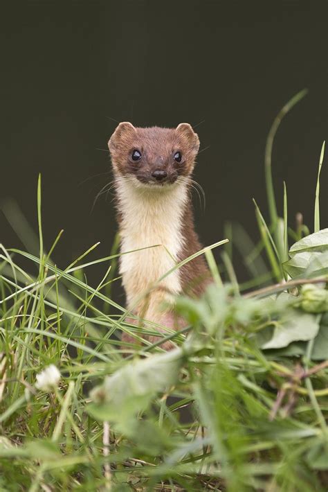 17 Best Images About Stoat Mustela Erminea Stoats Also Known As