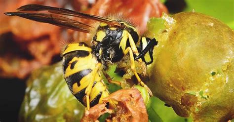 What Do Wasps Eat Are They Beneficial For Your Garden Aquaponic