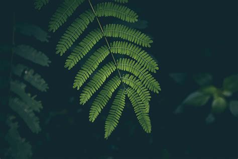 Green Fern Plant Hd Wallpaper Wallpaper Flare