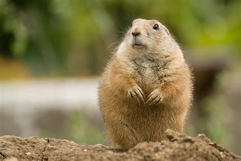 Prairie Dog Colony Stock Photos Pictures And Royalty Free Images Istock
