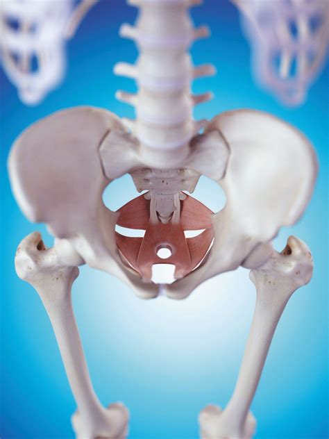 Pelvic Physical Therapy Another Potential Treatment Option Harvard