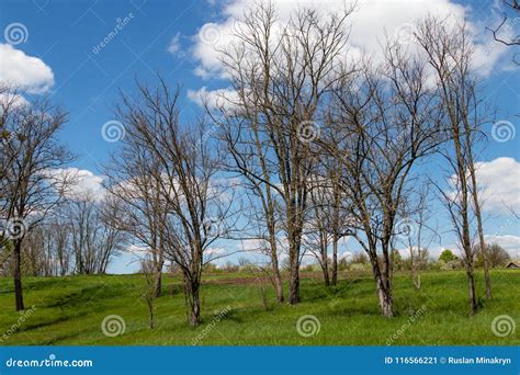 Beautiful Trees Against The Blue Sky And Clouds Stock Image Image Of