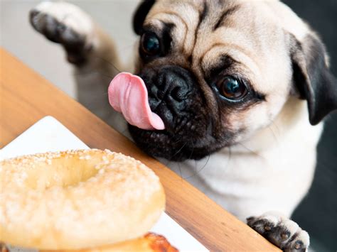 Trainer Michael Hill Shares 3 Ways To Stop Dogs From Food Begging