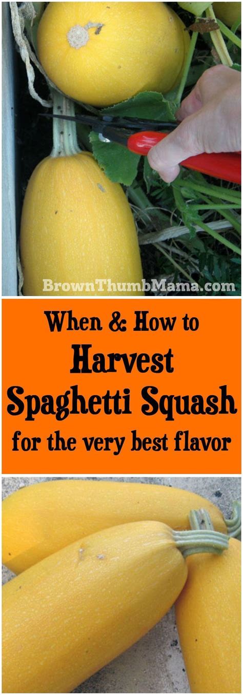 When To Harvest Spaghetti Squash With Images Organic Vegetable