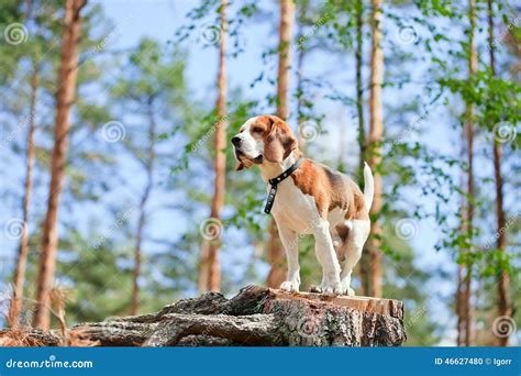 Beagle In Forest Stock Photo Image Of Hunter Beautiful 46627480