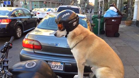 Dog Sports Helmet And Goggles For Motorcycle Ride Youtube