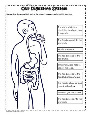 digestion worksheet answers digestive system worksheet answer key