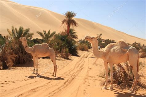 Check out our camel and driver selection for the very best in unique or custom, handmade pieces from our shops. Camels in the desert — Stock Photo © unalgurgen #2365431