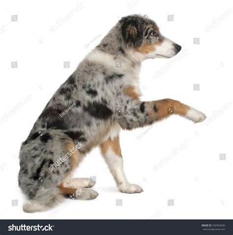 Puppy Australian Shepherd Playing 5 Months Old Sitting In Front Of