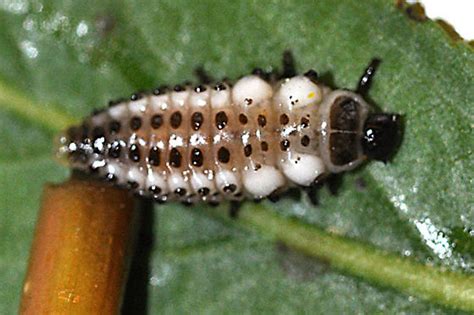 Mature Larvae On Peach Leaf Willow Chrysomela Lineatopunctata