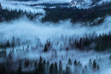 Fog Pine Trees Covered With Fog During Daytime Tree Image Free Photo