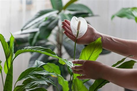 Peace Lily Meaning And Symbolism Essential Guide Petal Republic