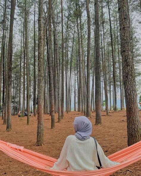 Wana Wisata Pokland Hutan Pinus Karibia Di Cianjur Travbuck