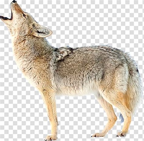 Coyote Clipart Transparent Coyote Transparent Transparent Free For