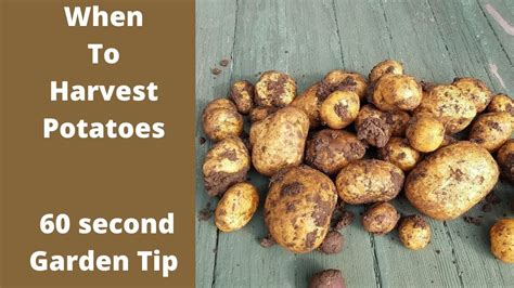 When To Harvest Potatoes 60 Second Garden Tip Youtube