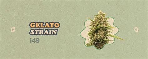 Gelato Strain Info Flavors Grow Time Nutrients And More I49 Usa