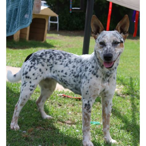 Spot 890991 Medium Female Blue Heeler Mix Dog In Vic Petrescue