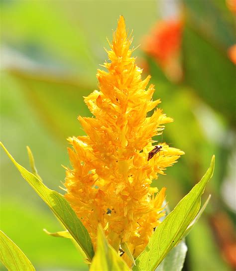 Free photo: Celosia Argentea - Blooming, Flower, Fragrance - Free Download - Jooinn