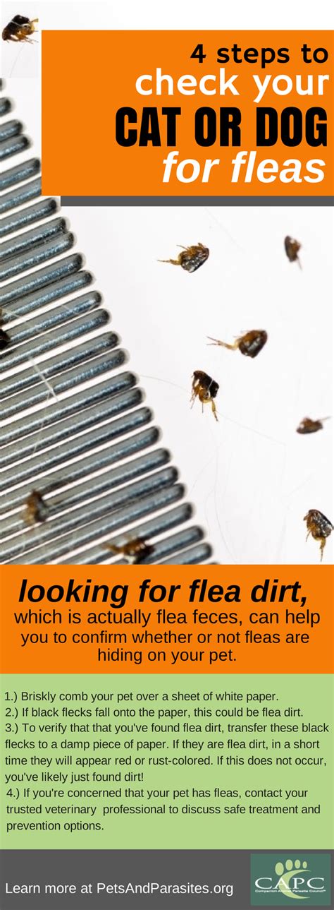Checking Cats Or Dogs For Flea Dirt Can Help You Confirm A Flea