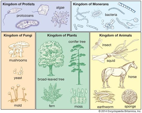 The Whittaker 5 Kingdom Classification Of Life Kingdom Of Monerans Can