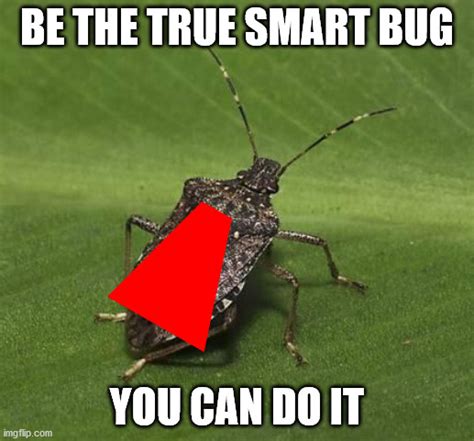Be The True Smart Bug Imgflip