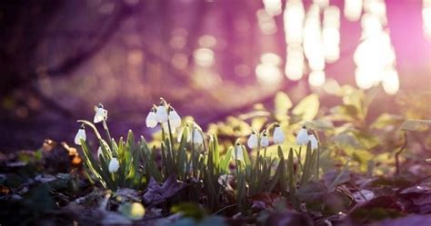 Fonds Décran Printemps Qui Vont Inspirer Votre Journée